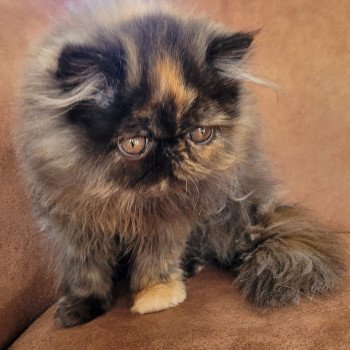 chaton Persan black tortie Thaïs Chatterie Katzarolli chaton Persan black tortie Thaïs Chatterie Katzarolli