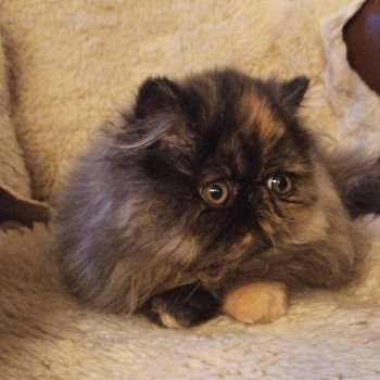 chaton Persan black tortie Thaïs Chatterie Katzarolli chaton Persan black tortie Thaïs Chatterie Katzarolli
