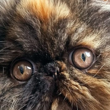 chaton Persan black tortie Thaïs Chatterie Katzarolli chaton Persan black tortie Thaïs Chatterie Katzarolli
