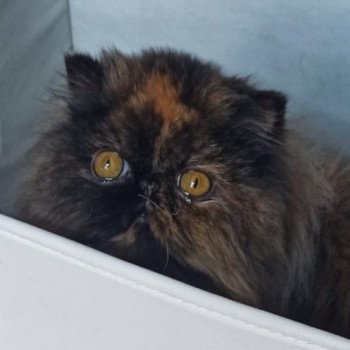 chaton Persan black tortie Thaïs Chatterie Katzarolli chaton Persan black tortie Thaïs Chatterie Katzarolli