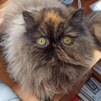 chaton Persan black tortie Thaïs Chatterie Katzarolli chaton Persan black tortie Thaïs Chatterie Katzarolli