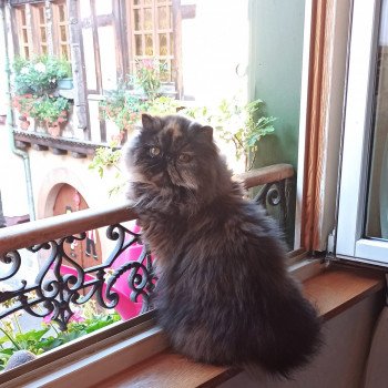 chaton Persan black tortie Thaïs Chatterie Katzarolli chaton Persan black tortie Thaïs Chatterie Katzarolli