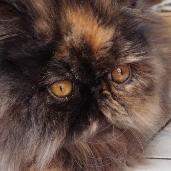 chaton Persan black tortie Thaïs Chatterie Katzarolli chaton Persan black tortie Thaïs Chatterie Katzarolli