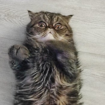chaton Exotic Shorthair brown blotched tabby Twix Chatterie Katzarolli chaton Exotic Shorthair brown blotched tabby Twix Chatterie Katzarolli