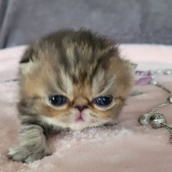 chaton Exotic Shorthair brown blotched tabby Chatterie Katzarolli