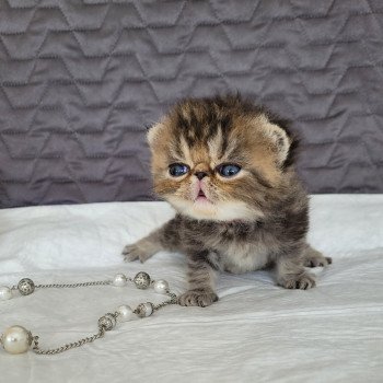 chaton Exotic Shorthair brown blotched tabby TAKEO - Chatterie Katzarolli