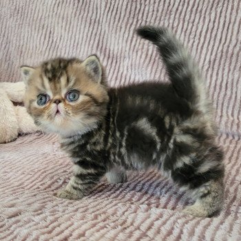 chaton Exotic Shorthair brown blotched tabby Takéo Chatterie Katzarolli