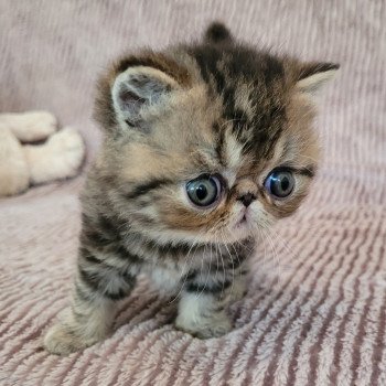 chaton Exotic Shorthair brown blotched tabby Takéo Chatterie Katzarolli