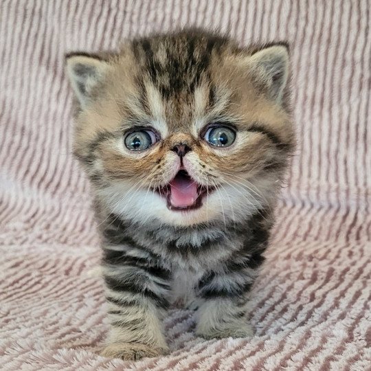 Twix Mâle Exotic Shorthair