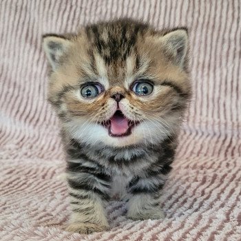 chaton Exotic Shorthair brown blotched tabby Takéo Chatterie Katzarolli