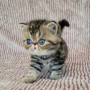 chaton Exotic Shorthair brown blotched tabby Takéo Chatterie Katzarolli