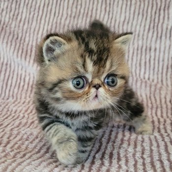 chaton Exotic Shorthair brown blotched tabby Takéo Chatterie Katzarolli chaton Exotic Shorthair brown blotched tabby Takéo Chatterie Katzarolli