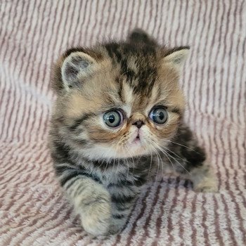 chaton Exotic Shorthair brown blotched tabby Takéo Chatterie Katzarolli