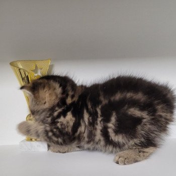 chaton Exotic Shorthair brown blotched tabby Takéo Chatterie Katzarolli