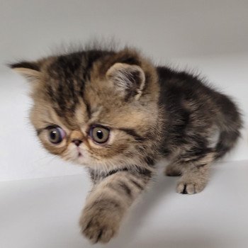 chaton Exotic Shorthair brown blotched tabby Takéo Chatterie Katzarolli