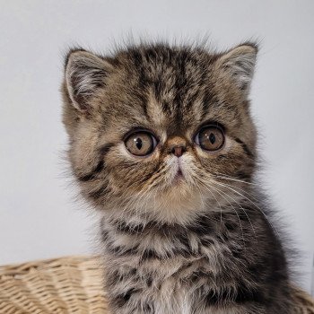 chaton Exotic Shorthair brown blotched tabby Twix Chatterie Katzarolli