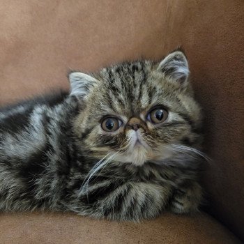 chaton Exotic Shorthair brown blotched tabby Twix Chatterie Katzarolli