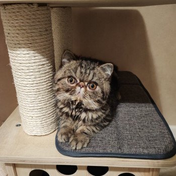 chaton Exotic Shorthair brown blotched tabby Twix Chatterie Katzarolli