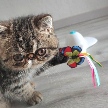 chaton Exotic Shorthair brown blotched tabby Twix Chatterie Katzarolli