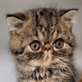 chaton Exotic Shorthair brown blotched tabby Twix Chatterie Katzarolli