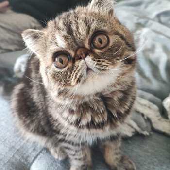 chaton Exotic Shorthair brown blotched tabby Twix Chatterie Katzarolli