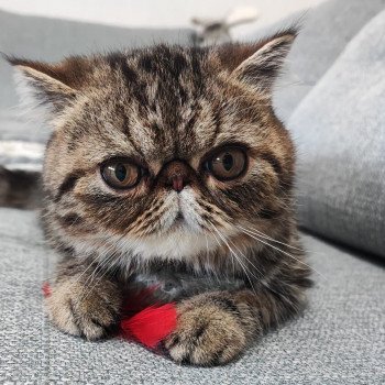 chaton Exotic Shorthair brown blotched tabby Twix Chatterie Katzarolli chaton Exotic Shorthair brown blotched tabby Twix Chatterie Katzarolli