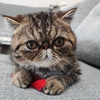 chaton Exotic Shorthair brown blotched tabby Twix Chatterie Katzarolli