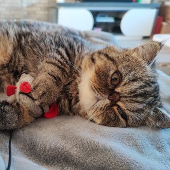 chaton Exotic Shorthair brown blotched tabby Twix Chatterie Katzarolli