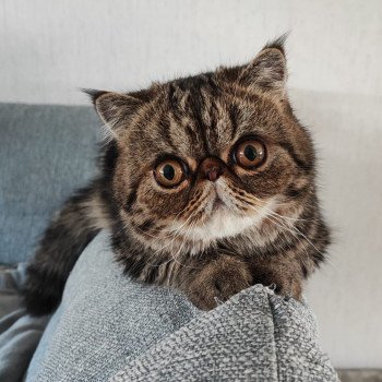 chaton Exotic Shorthair brown blotched tabby Twix Chatterie Katzarolli