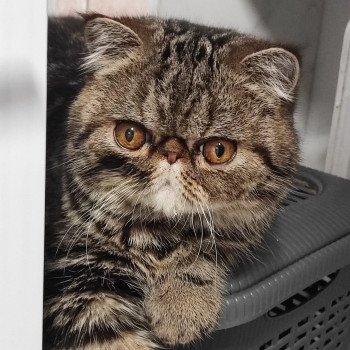 chaton Exotic Shorthair brown blotched tabby Twix Chatterie Katzarolli