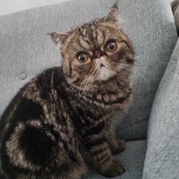 chaton Exotic Shorthair brown blotched tabby Twix Chatterie Katzarolli