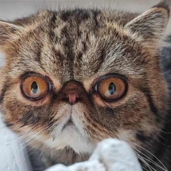 chaton Exotic Shorthair brown blotched tabby Twix Chatterie Katzarolli chaton Exotic Shorthair brown blotched tabby Twix Chatterie Katzarolli