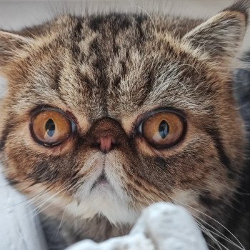 chaton Exotic Shorthair brown blotched tabby Twix Chatterie Katzarolli