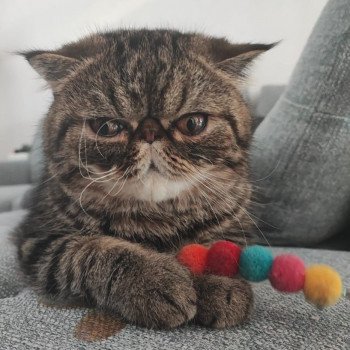 chaton Exotic Shorthair brown blotched tabby Twix Chatterie Katzarolli