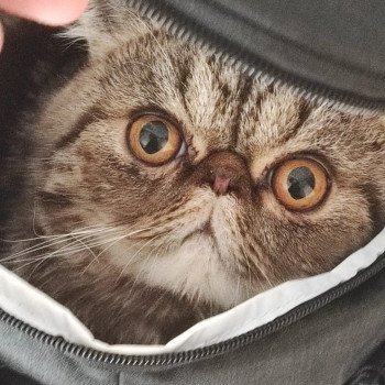 chaton Exotic Shorthair brown blotched tabby Twix Chatterie Katzarolli