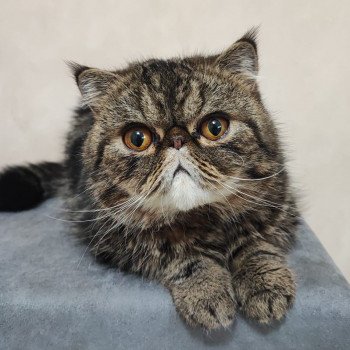 chaton Exotic Shorthair brown blotched tabby Twix Chatterie Katzarolli