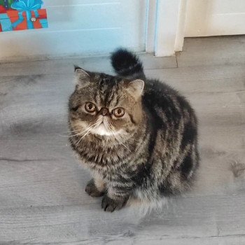 chaton Exotic Shorthair brown blotched tabby Twix Chatterie Katzarolli