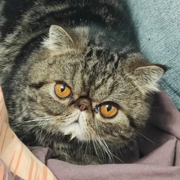 chaton Exotic Shorthair brown blotched tabby Twix Chatterie Katzarolli