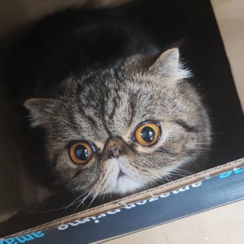 chaton Exotic Shorthair brown blotched tabby Twix Chatterie Katzarolli chaton Exotic Shorthair brown blotched tabby Twix Chatterie Katzarolli