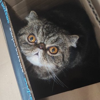 chaton Exotic Shorthair brown blotched tabby Twix Chatterie Katzarolli