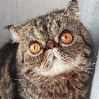 chaton Exotic Shorthair brown blotched tabby Twix Chatterie Katzarolli chaton Exotic Shorthair brown blotched tabby Twix Chatterie Katzarolli