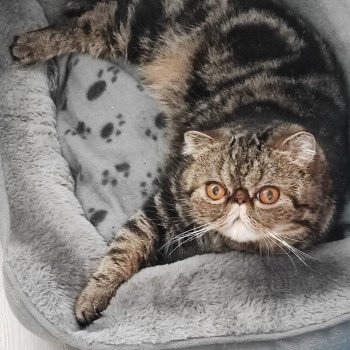 chaton Exotic Shorthair brown blotched tabby Twix Chatterie Katzarolli chaton Exotic Shorthair brown blotched tabby Twix Chatterie Katzarolli