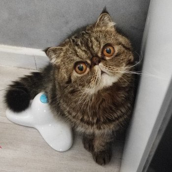 chaton Exotic Shorthair brown blotched tabby Twix Chatterie Katzarolli chaton Exotic Shorthair brown blotched tabby Twix Chatterie Katzarolli