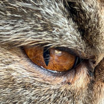 chaton Exotic Shorthair brown tortie blotched tabby Tahiti Chatterie Katzarolli