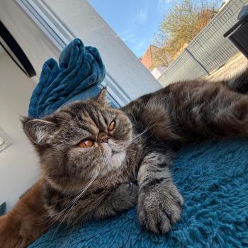 chaton Exotic Shorthair brown tortie blotched tabby Tahiti Chatterie Katzarolli