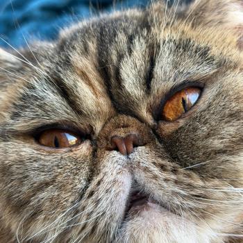 chaton Exotic Shorthair brown tortie blotched tabby Tahiti Chatterie Katzarolli
