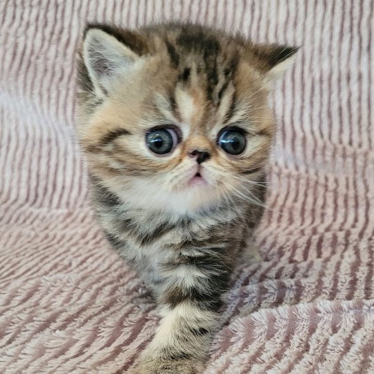 Tahiti Femelle Exotic Shorthair