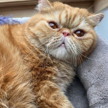 chaton Exotic Shorthair red blotched tabby Ténor Chatterie Katzarolli chaton Exotic Shorthair red blotched tabby Ténor Chatterie Katzarolli