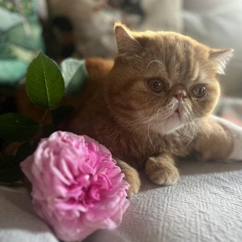 chaton Exotic Shorthair red blotched tabby Ténor Chatterie Katzarolli chaton Exotic Shorthair red blotched tabby Ténor Chatterie Katzarolli