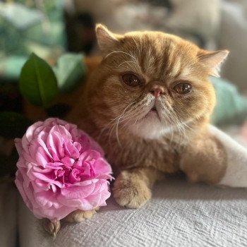 chaton Exotic Shorthair red blotched tabby Ténor Chatterie Katzarolli chaton Exotic Shorthair red blotched tabby Ténor Chatterie Katzarolli